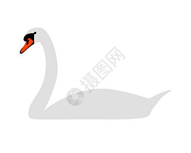 白天鹅账单动物插图白色野生动物背景图片