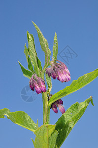 Comfrey 相向离异草本植物疗法医疗花朵紫色烹饪草本沙拉叶子树叶图片