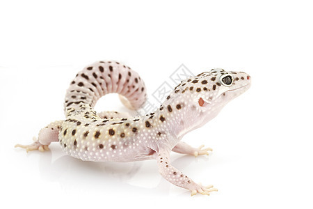 豹式Gecko濒危蓝色警觉蜥蜴物种生物学野生动物崎岖豹纹动物学图片