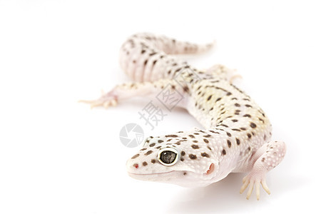 豹式Gecko濒危壁虎蜥蜴眼睛生物学野生动物豹纹崎岖物种蓝色图片