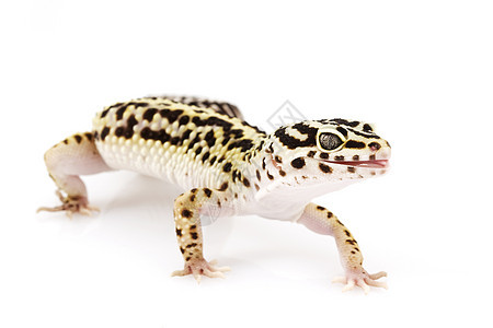 豹式Gecko生物学蜥蜴豹纹警觉眼睛壁虎皮肤动物学宠物野生动物图片