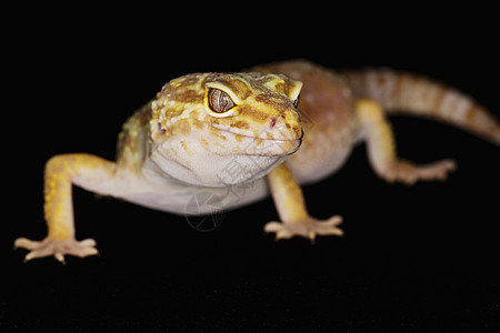 豹式Gecko宠物壁虎崎岖黑色濒危蜥蜴警觉豹纹背景动物学图片