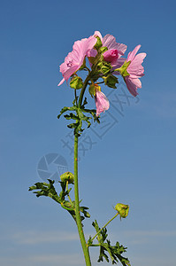 更大的Malva alcea红色紫色植物植物群粉色草本植物图片