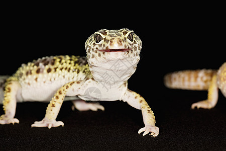豹式Gecko蓝色黑色物种豹纹背景宠物动物学崎岖壁虎濒危图片