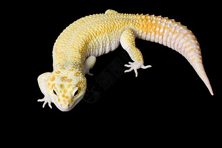 豹式Gecko壁虎眼睛生物学蓝色警觉物种豹纹皮肤宠物崎岖图片
