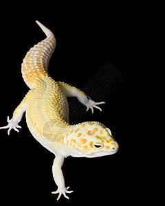 豹式Gecko蜥蜴蓝色皮肤背景濒危宠物崎岖黑色豹纹眼睛图片