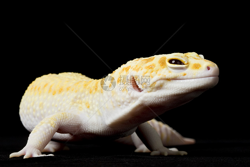 豹式Gecko物种眼睛生物学壁虎蜥蜴宠物崎岖蓝色警觉濒危图片