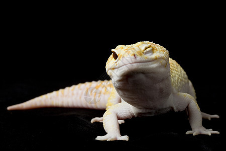 豹式Gecko崎岖动物学物种眼睛壁虎背景蓝色濒危皮肤野生动物图片