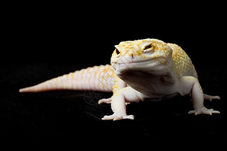 豹式Gecko背景蓝色濒危动物学豹纹壁虎黑色生物学蜥蜴崎岖图片