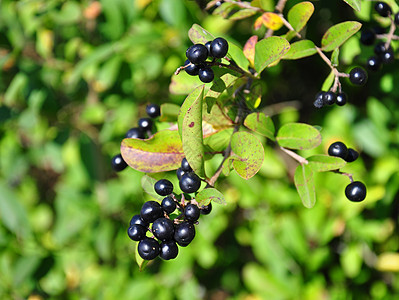 阿尔德尔伯蓬福朗古拉烷水果黑色叶子灌木植物群浆果绿色树叶图片