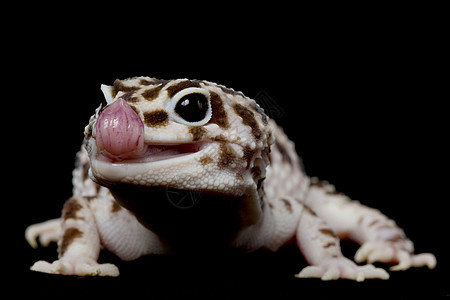 豹式Gecko豹纹野生动物警觉黑色蓝色濒危物种皮肤蜥蜴壁虎图片