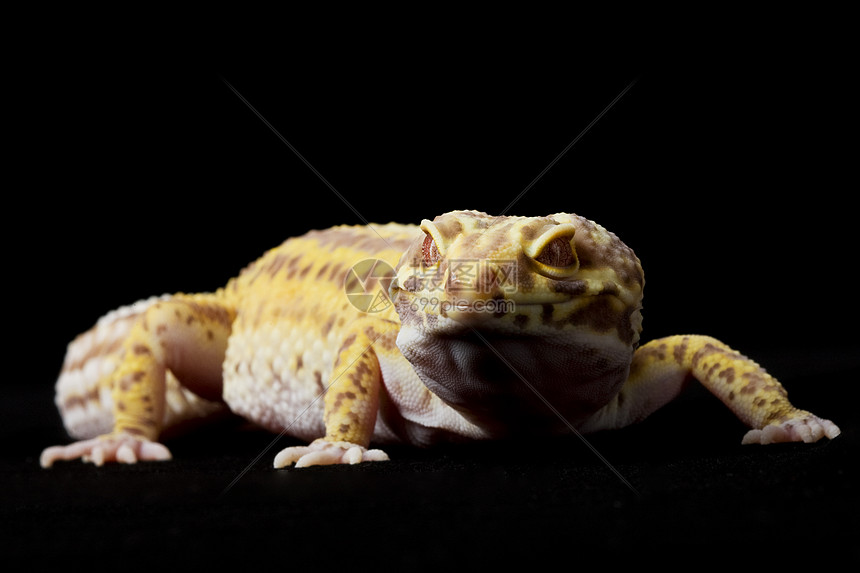 豹式Gecko壁虎皮肤濒危眼睛蓝色蜥蜴警觉物种崎岖动物学图片