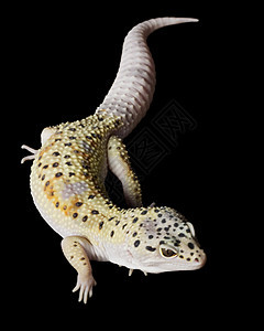 豹式Gecko生物学黑色物种眼睛警觉蜥蜴崎岖皮肤豹纹壁虎图片