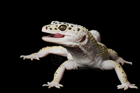 豹式Gecko壁虎黑色蓝色背景眼睛物种生物学警觉蜥蜴濒危图片