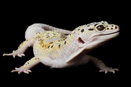 豹式Gecko蜥蜴生物学警觉物种蓝色背景眼睛动物学黑色濒危图片