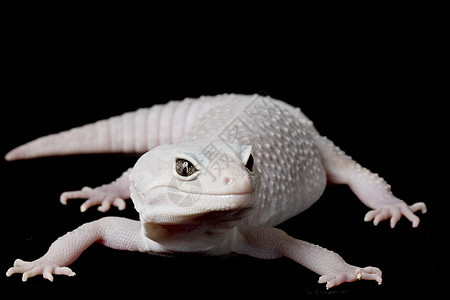 豹式Gecko动物学濒危背景宠物蓝色壁虎警觉蜥蜴皮肤眼睛图片