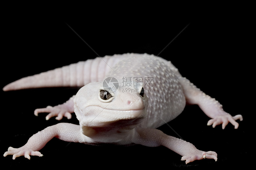 豹式Gecko动物学濒危背景宠物蓝色壁虎警觉蜥蜴皮肤眼睛图片