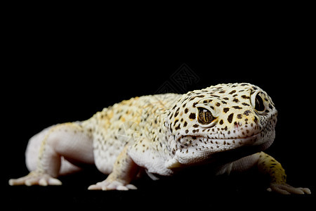 豹式Gecko物种蓝色崎岖壁虎生物学濒危野生动物蜥蜴皮肤宠物图片