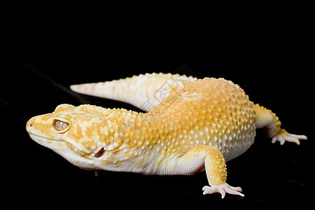 豹式Gecko警觉野生动物宠物崎岖皮肤濒危壁虎生物学背景蜥蜴图片