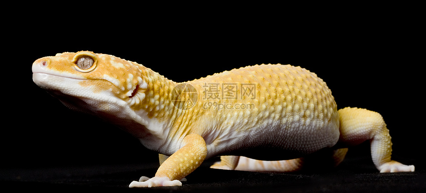 豹式Gecko警觉眼睛壁虎皮肤宠物蓝色黑色生物学背景崎岖图片