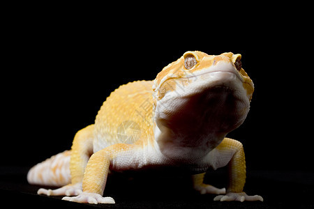 豹式Gecko背景皮肤蜥蜴眼睛黑色濒危壁虎豹纹野生动物警觉图片