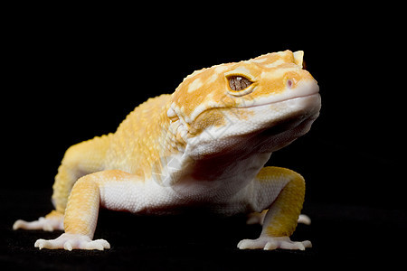 豹式Gecko物种宠物黑色壁虎蓝色皮肤野生动物生物学警觉豹纹图片