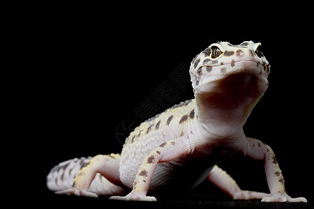 豹式Gecko豹纹物种警觉野生动物蜥蜴皮肤濒危生物学崎岖蓝色图片