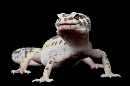 豹式Gecko壁虎蜥蜴宠物物种背景眼睛濒危豹纹野生动物黑色图片