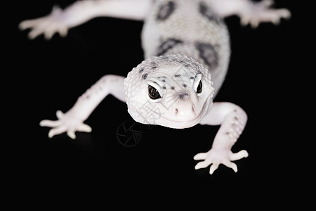 豹式Gecko物种警觉野生动物黑色濒危蓝色壁虎生物学动物学眼睛图片