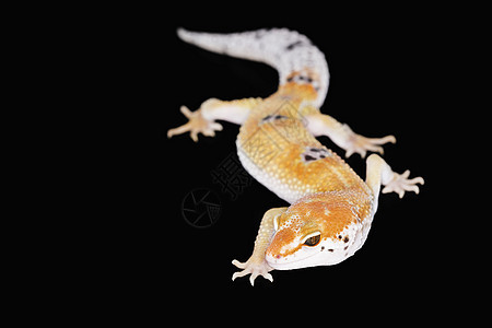 豹式Gecko壁虎野生动物动物学警觉蜥蜴皮肤豹纹宠物蓝色崎岖图片