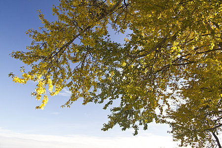 秋季风景农村木头植物群天空季节蓝色孤独森林地平线土地图片
