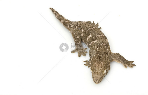新喀里多尼亚巨型盖科动物学冷血物种蜥蜴野生动物情调濒危异国壁虎宠物图片