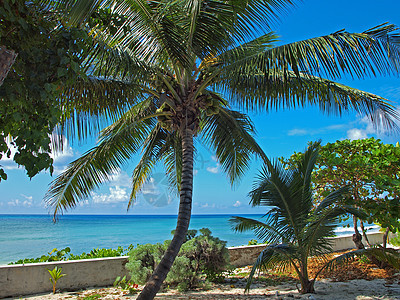 俯视加勒比的热带热带花园图片