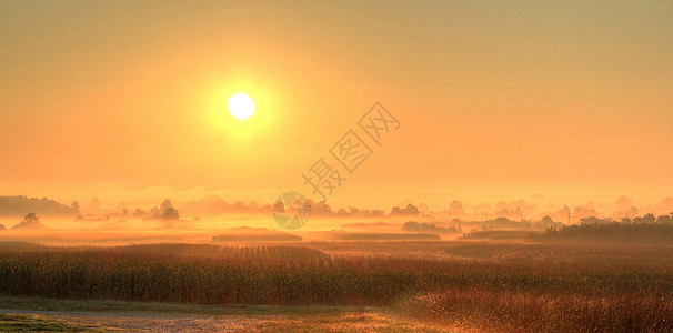 清晨雾雾草地日落粮食农村太阳地平线季节玉米场景虚拟机图片
