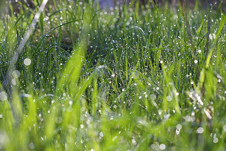 上午早 下宏观雨滴绿色花园液体叶子植物群水滴飞沫反射图片