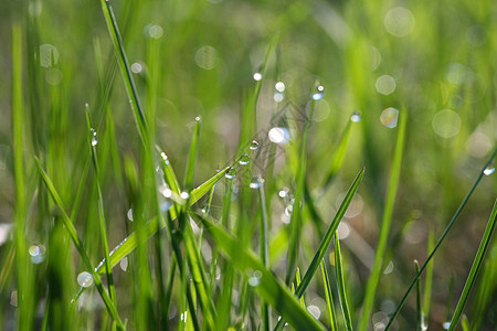 上午早 下草地绿色宏观飞沫植物群反射水滴花园雨滴植物图片