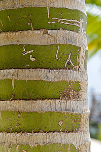 新喀里多尼亚棕榈树干图片