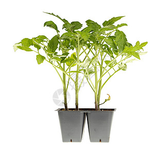 准备移植的番茄幼苗蔬菜花园生长塑料植物叶子绿色白色树叶土壤图片