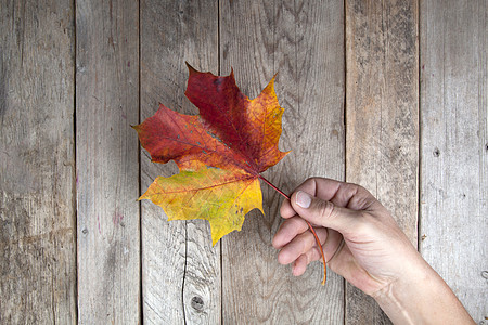 秋叶手掌橙子绿色黄色黑色红色叶子季节团体图片
