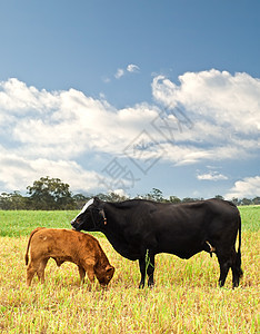 澳大利亚种养的牛牛和奶母背景图片