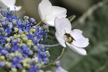 白色花朵中间有花粉的蜜蜂图片