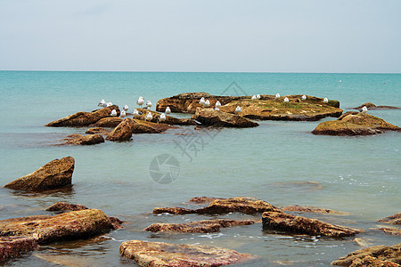 海鸥海鸟海洋海景野生动物动物风景地平线荒野蓝色支撑图片