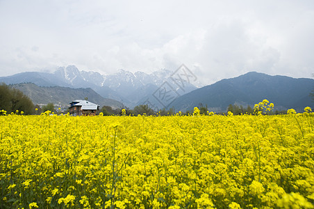 克什米尔的芥子田场地花园芥菜背景图片