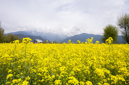 克什米尔的芥子田花园芥菜场地背景图片