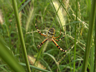 平面蜘蛛动物植物蜘蛛网图片