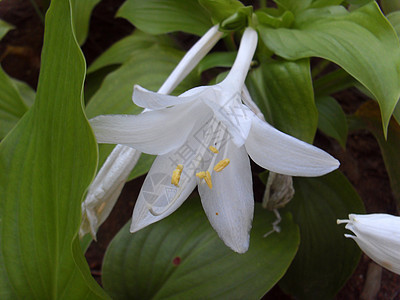 白花朵(千叶花花)背景图片