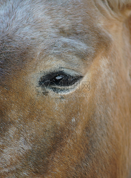 马眼展示哺乳动物耳朵赛跑者阉马牧场家畜板栗马术螺柱图片