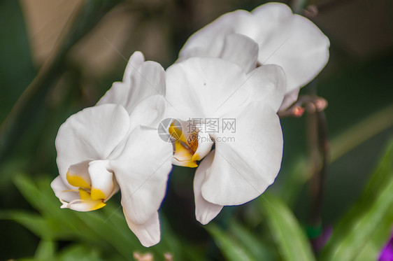 美丽的白兰花花花朵庆典红色热带粉色公园礼物异国紫色植物叶子图片