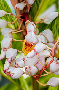 小型白兰花盛开胃肠炎花瓣植物叶子城市百合花园粉色香草宏观图片