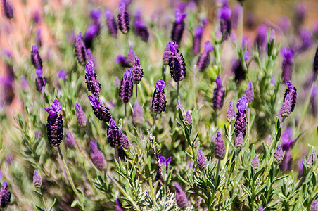 花园中Lamiaceae家族的紫色花朵图片